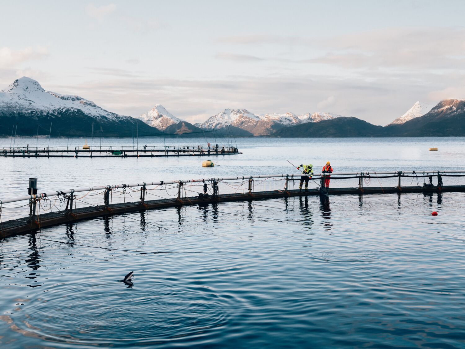 Cermaq True Arctic Hi Res 04442