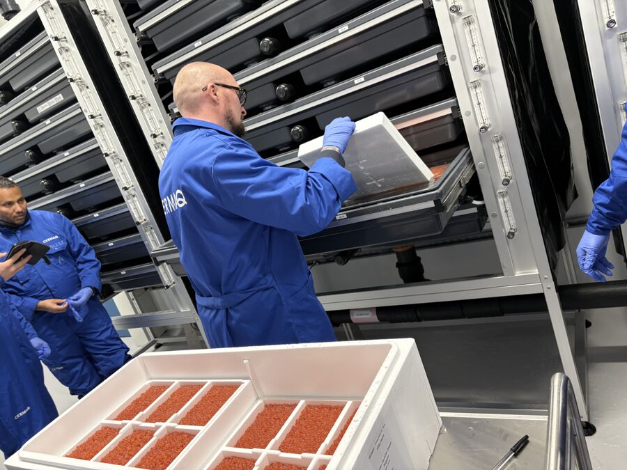 Rogn klekkeri Raymond