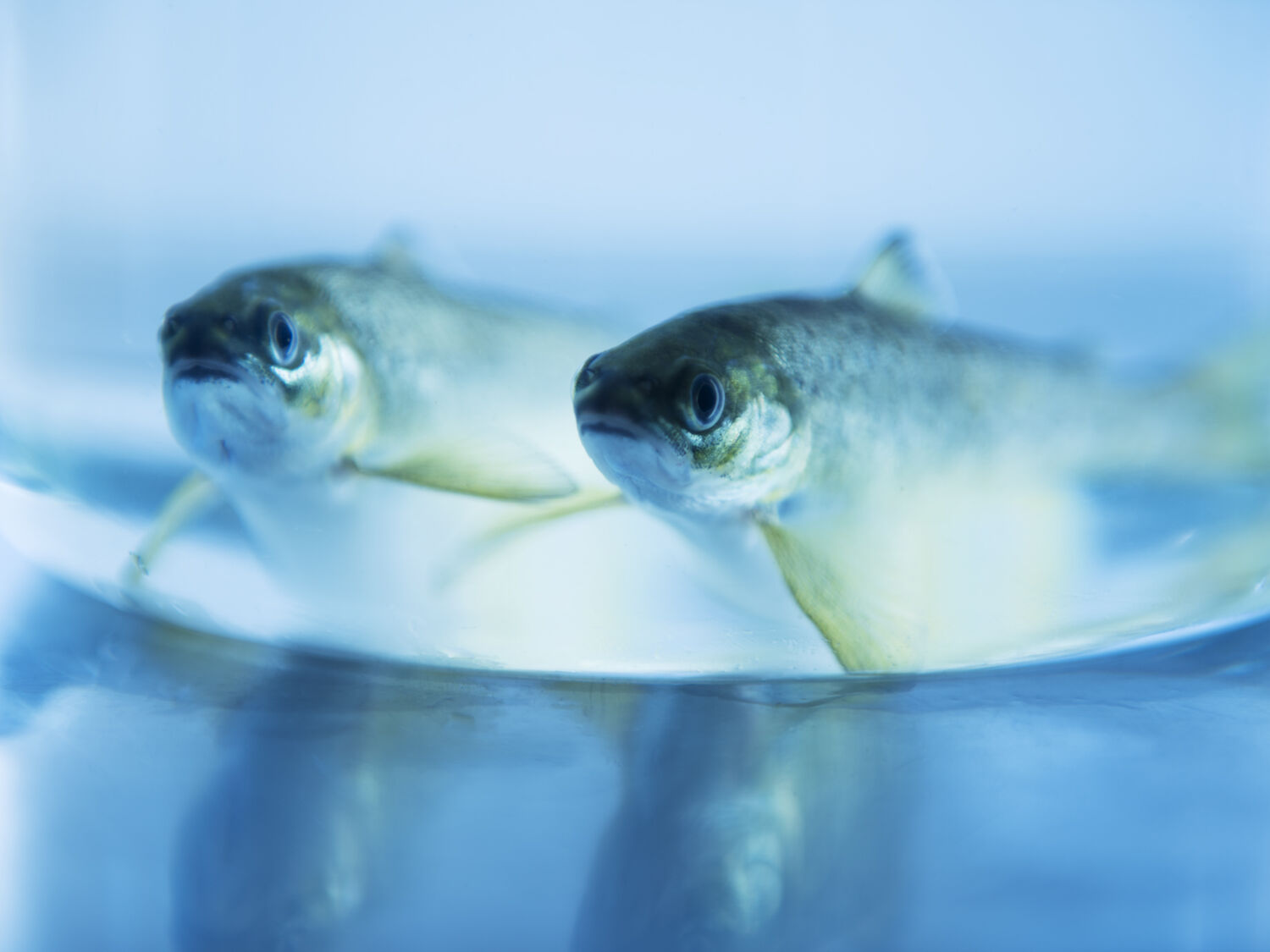 Smolts in bowl