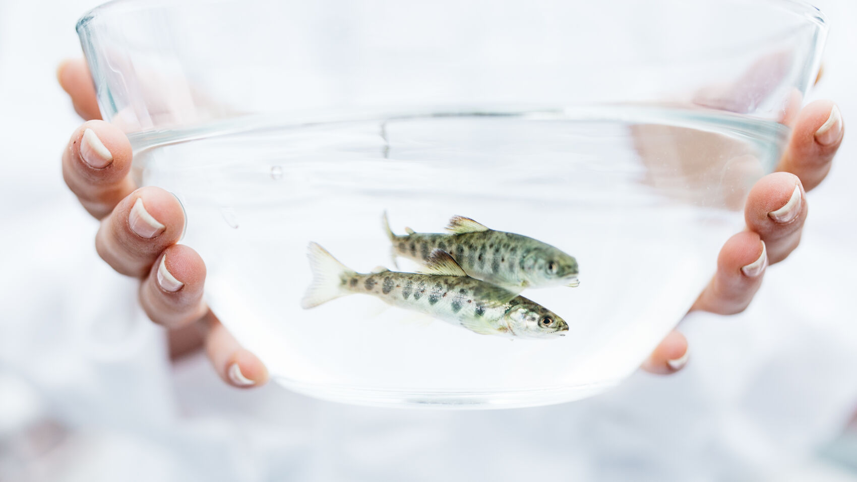 To smolt i en glassbolle med vann