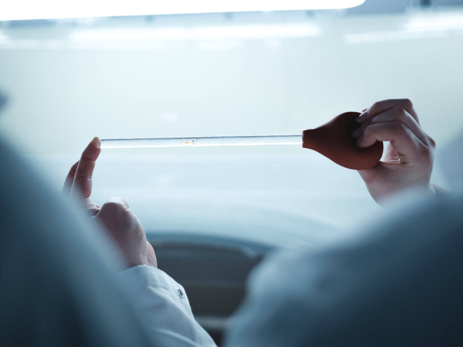 Forsker som studerer en plommesekkyngel i en pipette