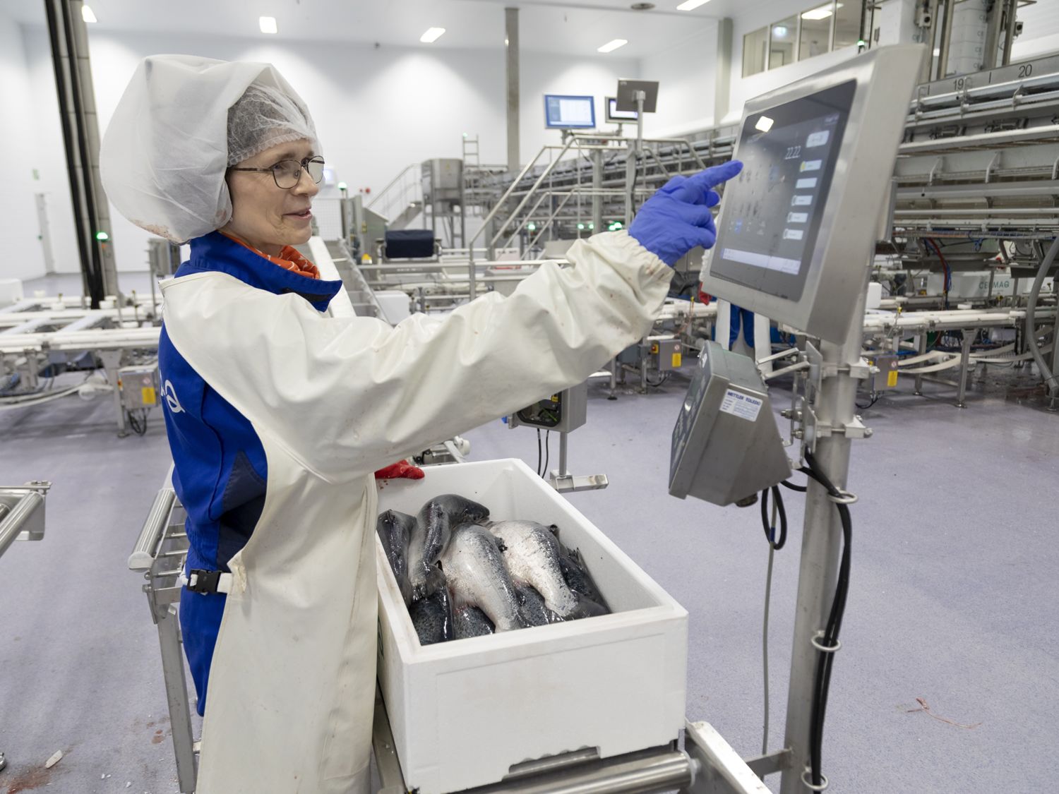Ansatt passer på at kasser er riktig merket på Slakteri Steigen