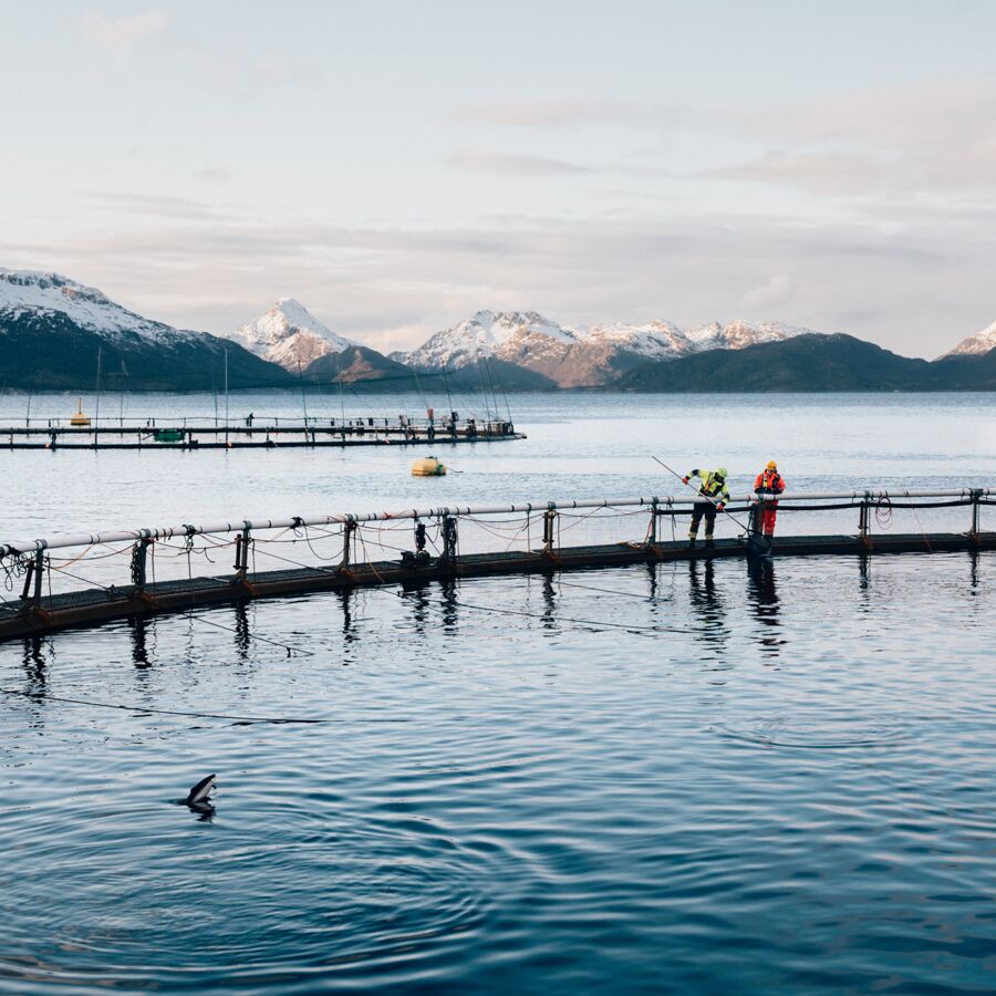 Cermaq True Arctic Hi Res 04442