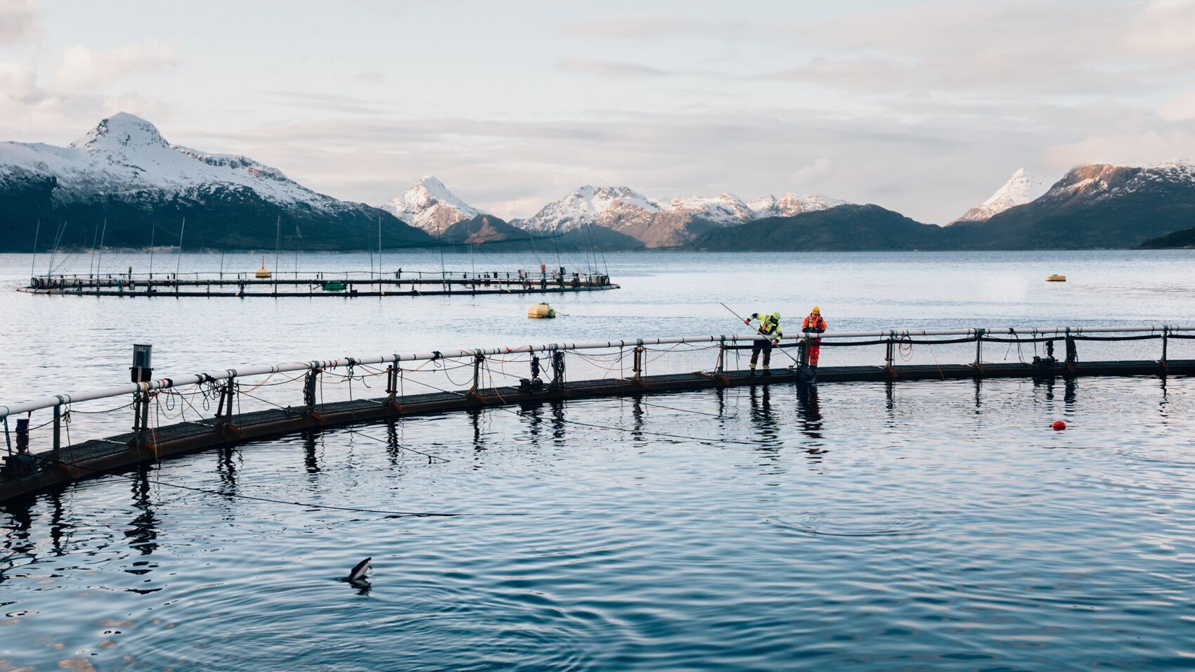 Cermaq True Arctic Hi Res 04442