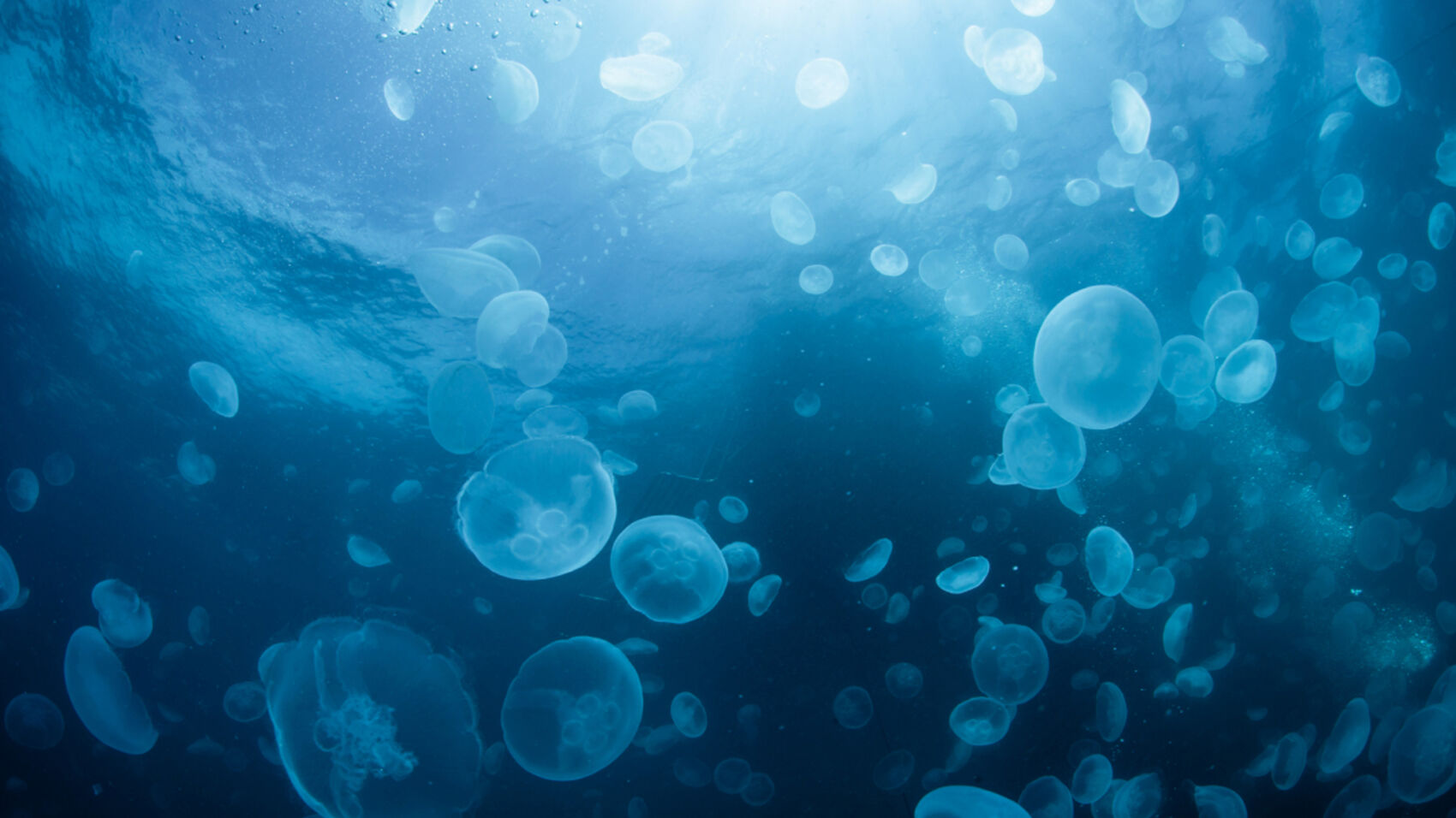Below the surface fig 1