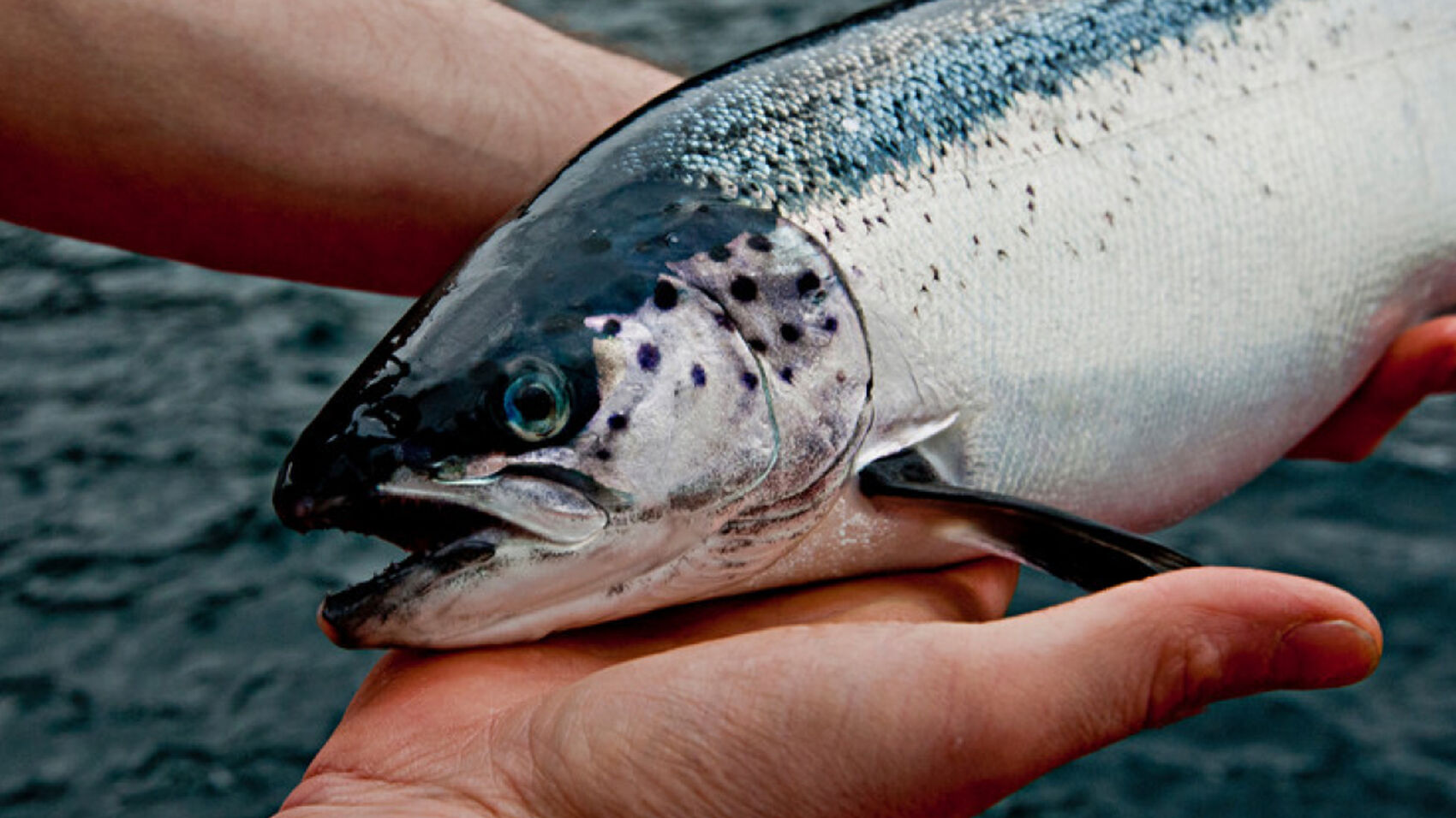 Tackling Sea Lice fig 1 PLACEHOLDER