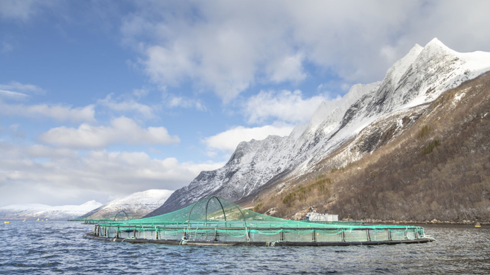 Godt årsresultat fra Cermaq, men usikkerhet rundt skatteforslag stopper investeringer for 4 milliarder og 300 nye arbeidsplasser i Nord-Norge