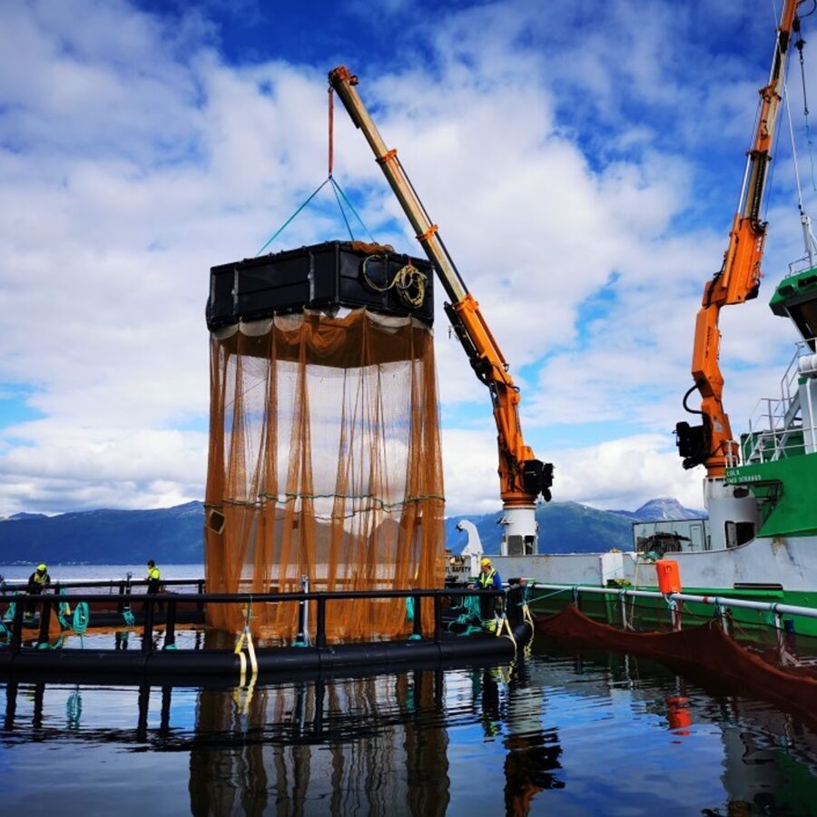 Har satt ut laks i tredje versjon av iFarm