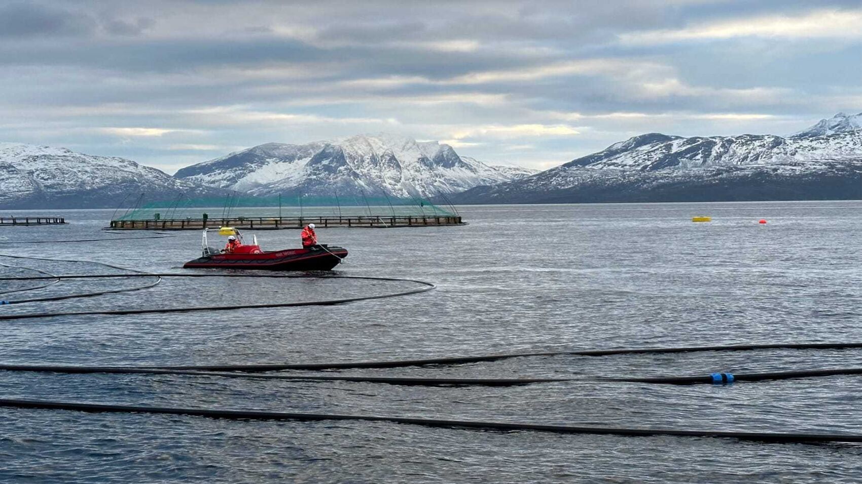 Utsett av tare på det kombinerte oppdrettsanlegget i Steigen