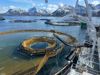 Utsett av fisk i iFarm i Vesterålen