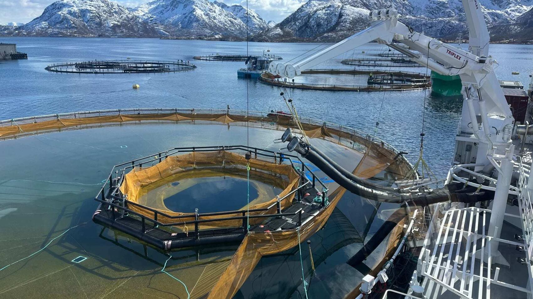 Utsett av fisk i iFarm i Vesterålen