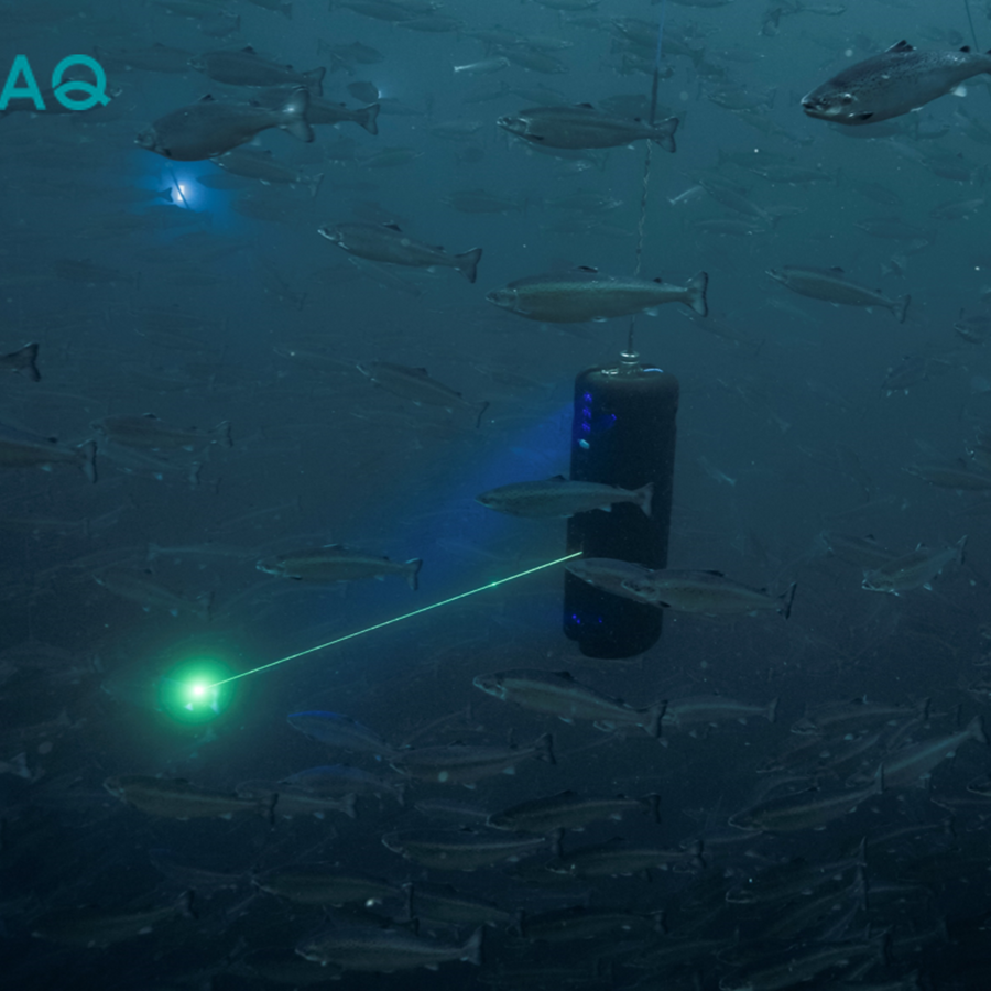 Luselasere har vist seg å holde lusenivåene nede.