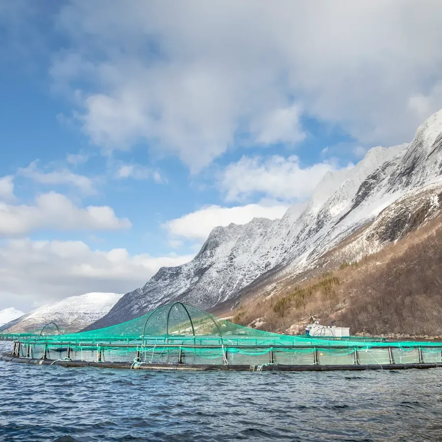 Godt årsresultat fra Cermaq, men usikkerhet rundt skatteforslag stopper investeringer for 4 milliarder og 300 nye arbeidsplasser i Nord-Norge