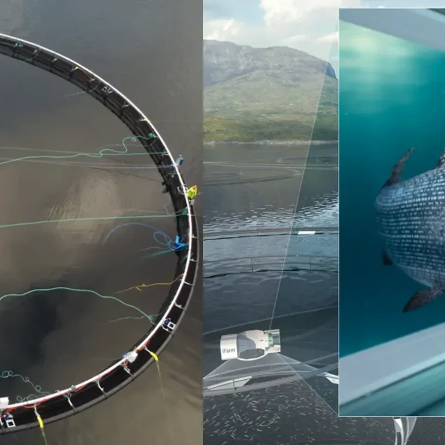 iFarm-prosjektet som skal utvikle individbasert havbruk er planlagt å gå over fem år. Nå er det satt ut fisk for første gang i iFarm.