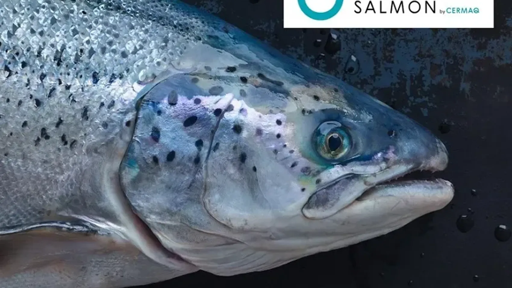 Nord for polarsirkelen, der vannet er kaldt, voksen laksen langsommere og får fordelaktige produktegenskaper – en arktisk effekt.