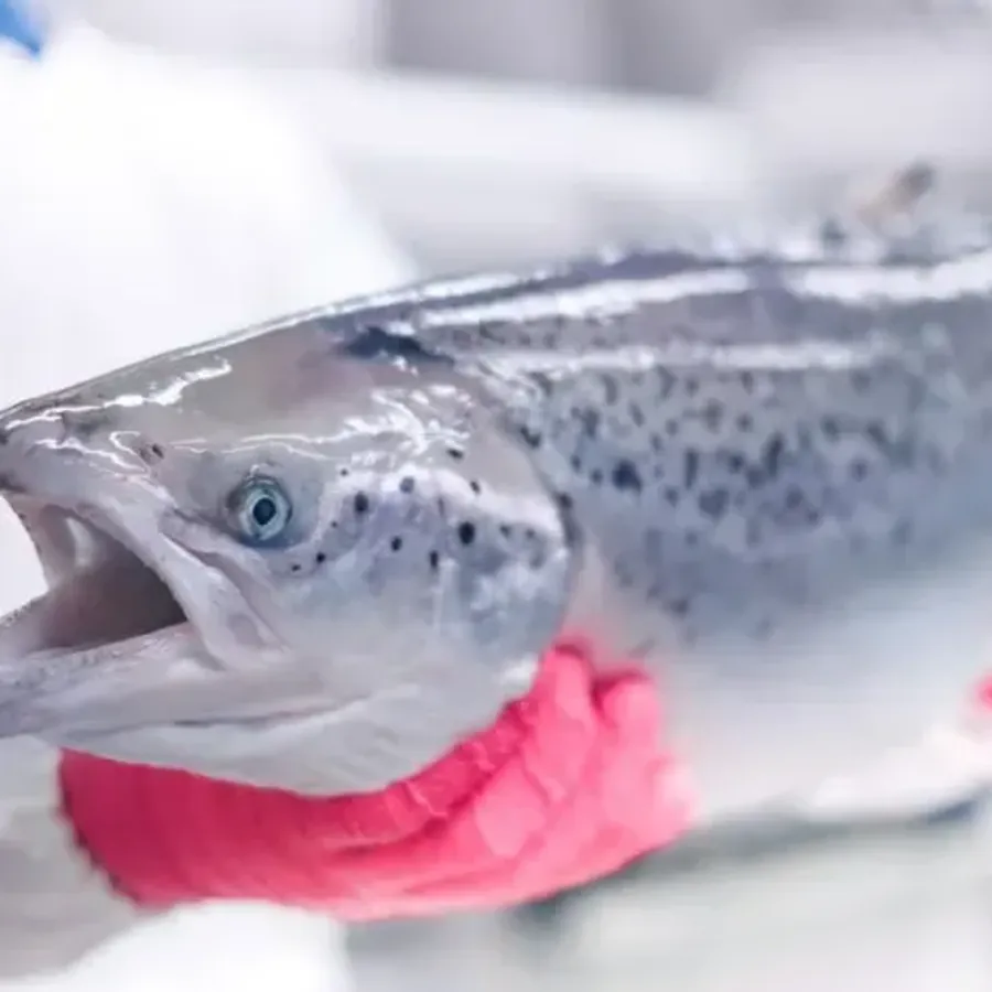 Både Moterey Bay Aquarium og WWF anbefaler ASC-sertifisert laks