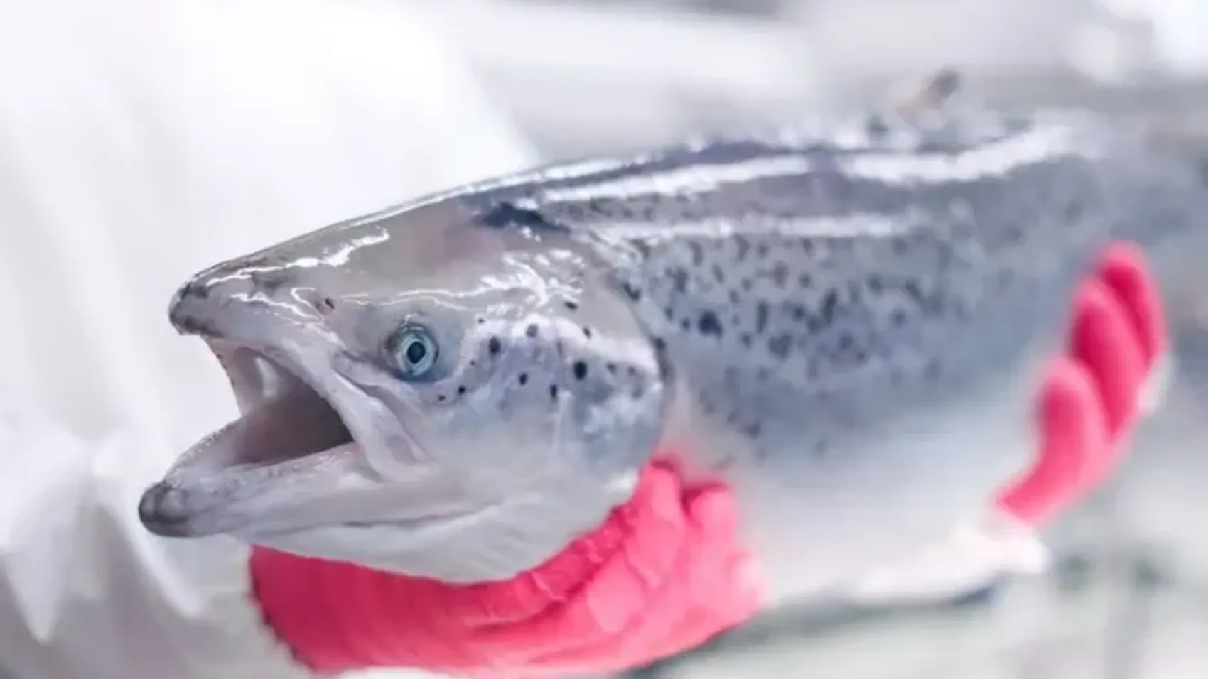 Både Moterey Bay Aquarium og WWF anbefaler ASC-sertifisert laks