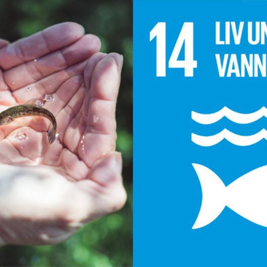 Som første næringslivspartner og en av grunnleggerne av handlingsplanen for havet, har Cermaq vært aktiv i formingen av FN Global Compact sin «Action Platform for Sustainable Ocean Business».