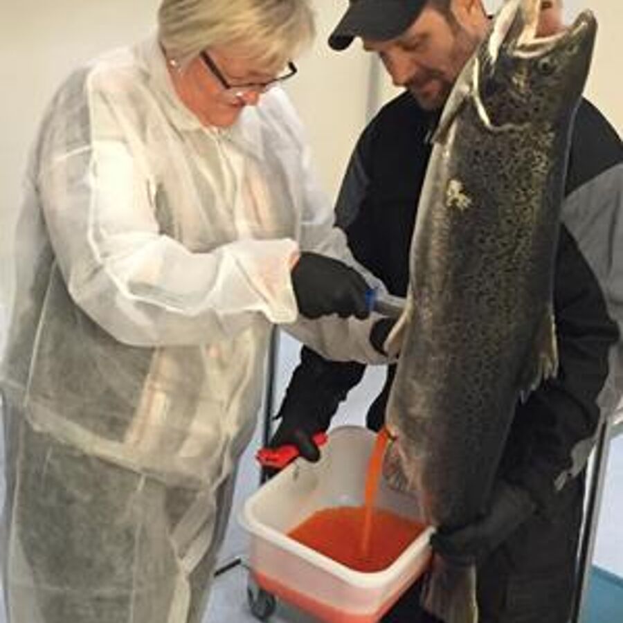 Verdens mest avanserte stamfiskanlegg åpnet